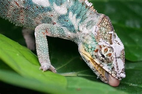 Free Picture Wildlife Lizard Tree Nature Animal Reptile Chameleon