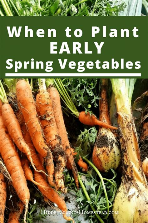 When To Plant Early Spring Vegetables Wondering When You Should Plant