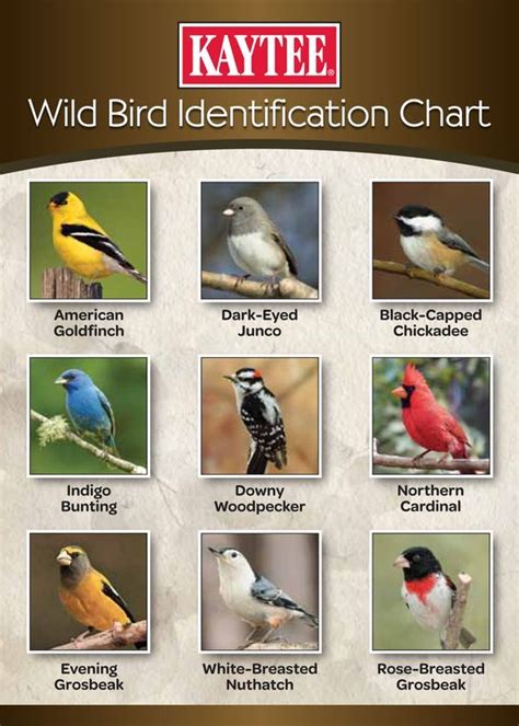 Backyard Bird Identification Guide Identify Your Visitors American