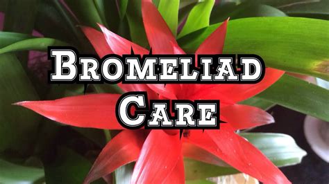Bromeliad Care Growing Guzmania Bromeliads Indoors In