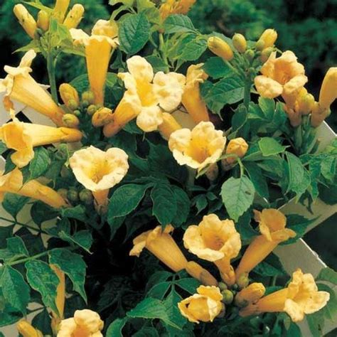 Campsis Golden Trumpet - Yellow Trumpet Vine - Other Climbing Plants 