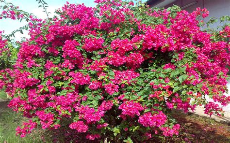 Maybe you would like to learn more about one of these? BOUGAINVILLEA FOR SALE NORTH FORT MYERS