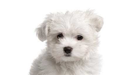 Teacup Maltese Is This Tiny Dog The Right Addition To
