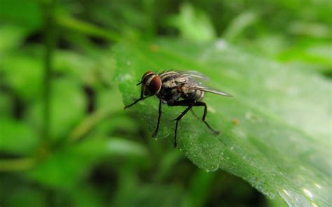 Fly Selective Focus Photography Of Housefly Animal Image Free Stock Photo