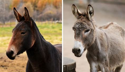 Difference Between A Donkey And A Mule Helpful Horse Hints
