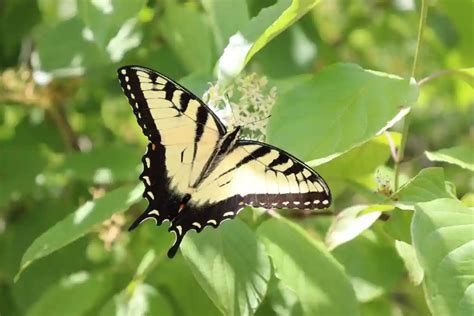 Canadian Tiger Swallowtail Butterfly Identification Facts Pictures