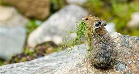 Wildlife Of Glacier National Park 6 Iconic Species