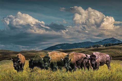 Herd Of American Buffalo Bison Grazing In Yellowstone Photograph By