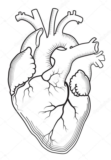 Corazón El órgano Humano Interno Estructura Anatómica Impresión
