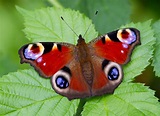 Come salvare le specie più minacciate di farfalle europee - Mille Animali