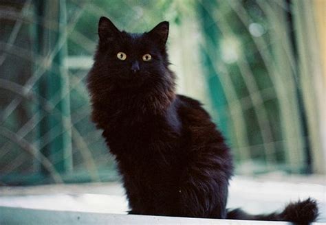 Black Cat Mostly Furry Babies Pinterest
