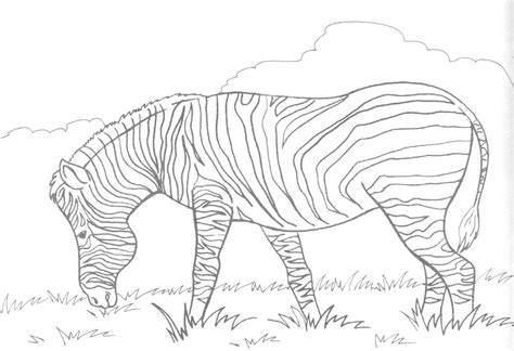 Baby zebra coloring page for kids. Free Printable Zebra Coloring Pages For Kids