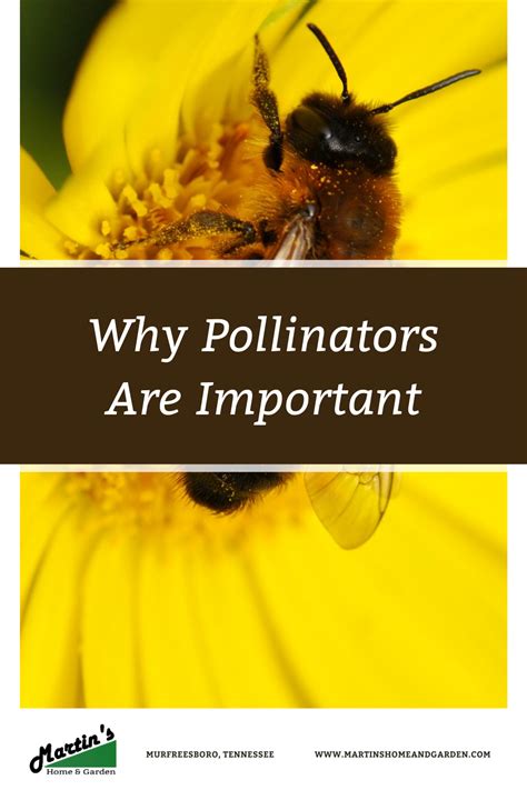 Why Pollinators Are Important Martins Home And Garden Pollination