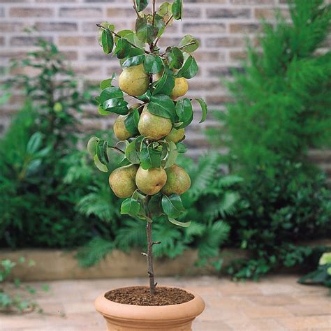 Pear Lilliput Mirror Garden Offers