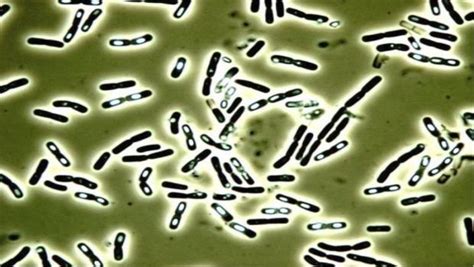 The Number Of Food Poisoning Cases Caused By Bacillus Cereus Is On The Rise