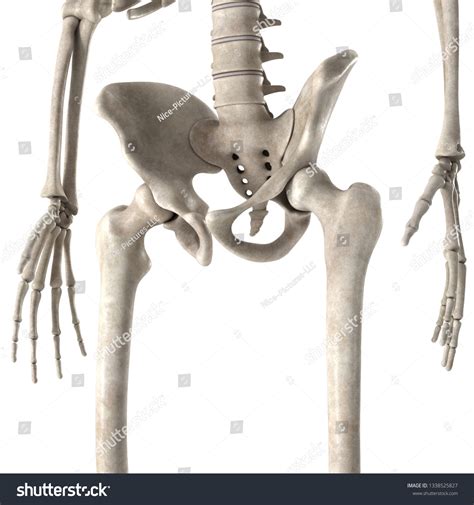 3d Render Male Skeleton Hips Stock Illustration 1338525827 Shutterstock