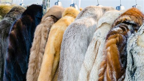 Row Of Coats Animal Fur Gbphotorow Of Coats Made