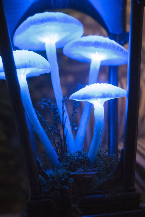 Mushroom Lamp By Thesnowmade Stuffed Mushrooms Mushroom Decor