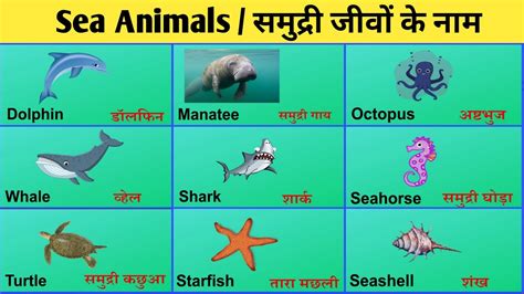 Sea Animals Name समुद्री जीवों के नाम Samudri Jeev Sea Animals