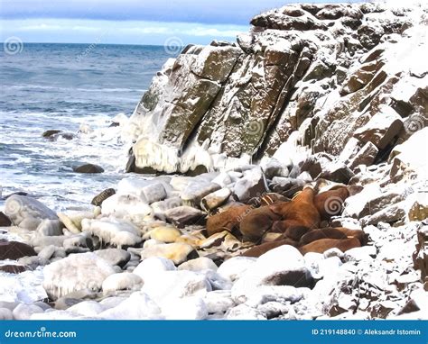 Walrus In The Arctic Ocean Stock Photo Image Of Dark 219148840