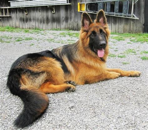 German Shepherd Puppies Red And Black Pets Lovers