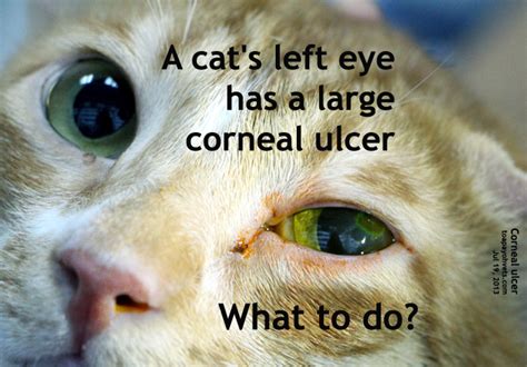 Cat Eye Ulcer Treatment Cat Meme Stock Pictures And Photos