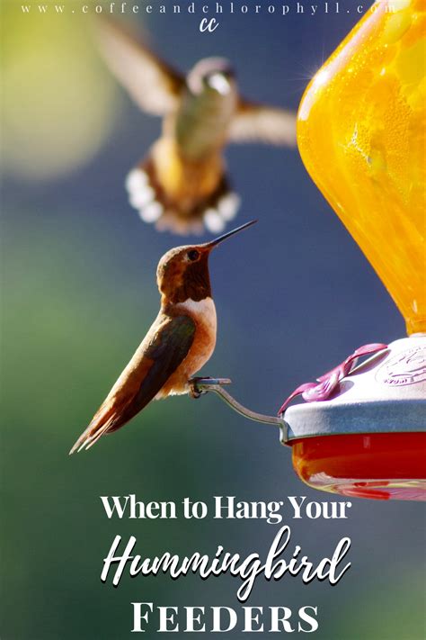 When To Hang Your Hummingbird Feeders In 2020 Humming Bird Feeders