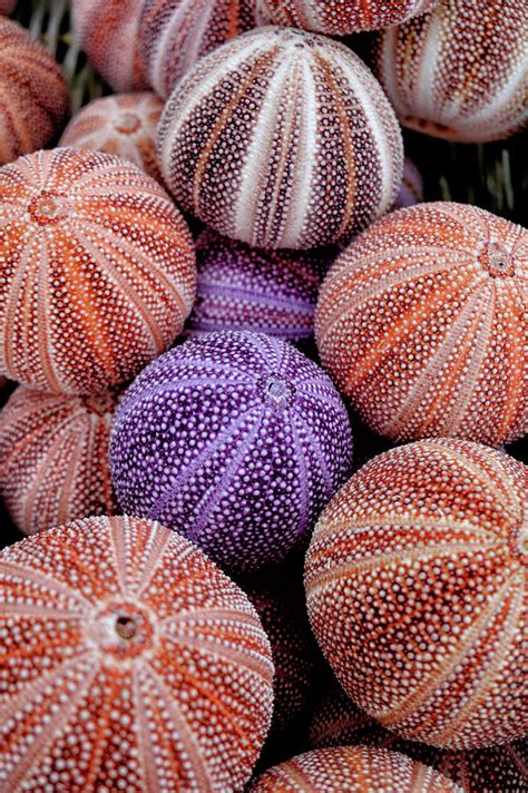 Sea Urchin Shells Photograph By Russ Dixon Pixels