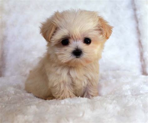Teacup Puppies Are Cute Small As Well As Adorable And This Why Most