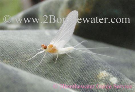 How long after the bite did it start really hurting? 2Bonthewater Guide Service - Reports December 22, 2010 ...