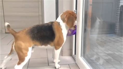 Funny Beagle Fails Epic Getting Outside Youtube