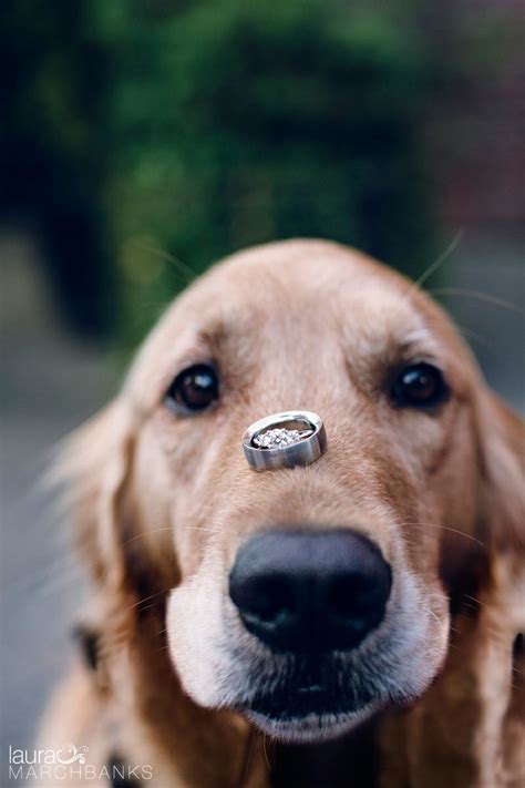 Ring Bearing Dog Steals The Show At Outdoor Wedding
