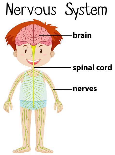 The Nervous System Is Labeled In This Diagram