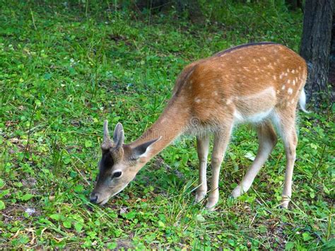 Baby Deer Feeding In A Field Cute Spotted Doe Stock Photo Image Of