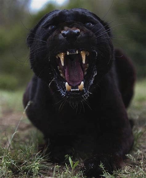 A Black Panthers Warning Rnatureismetal