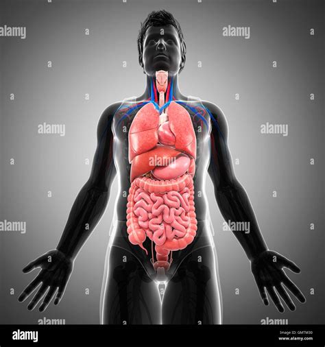 Illustration Of Male Internal Organs Stock Photo Alamy