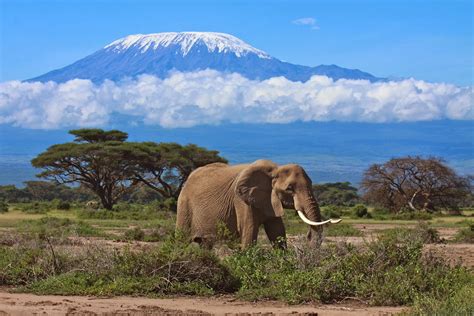Kilimanjaro Tanzania Safari