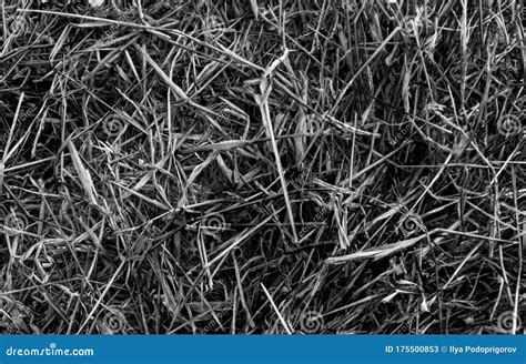 Grey Straw Background Texture Gray Thatch Heap Dried Grass Texture