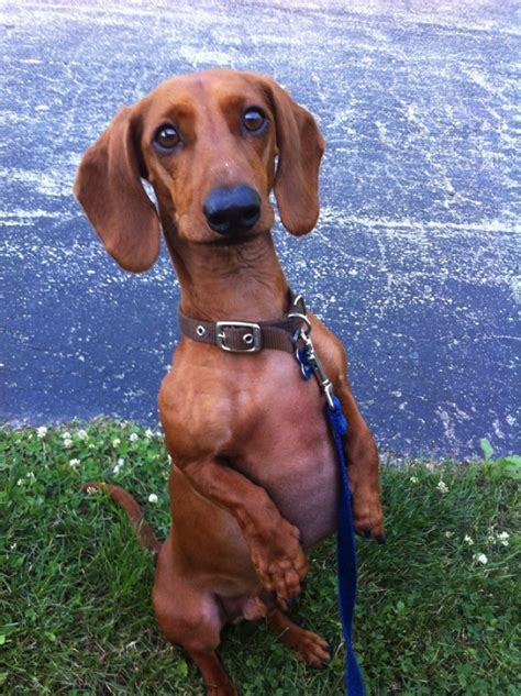 28 Cute Dachshunds That Want To Show You How Adorable They Are