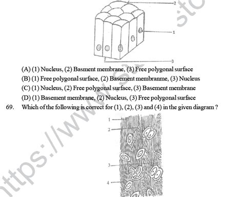 Neet Ug Biology Animal Tissue Mcqs Multiple Choice Questions