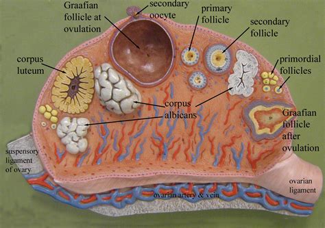 Ovarian hormones also interact with other hormones (pituitary gland hormones) to control the menstrual cycle. Chapter 28 - Anatomy & Physiology 216 with Fluker at ...