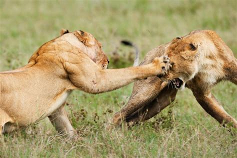 Beautiful Animals Safaris Lion Cubs And Young Male Lions