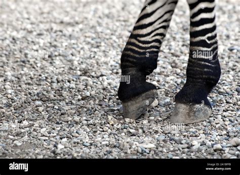 Zebra Legs On Sandy Background Stock Photo Alamy
