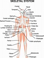The Skeletal System Facts for Kids (Explained!) - Education site