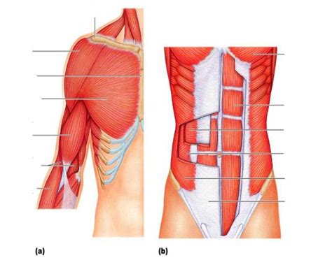 The names of these muscles may include bones they are near, their action, or their length, for example, longus for long and brevis for short. Anterior Trunk, Shoulder, and Arm Muscles - PurposeGames