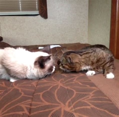 grumpy cat and lil bub finally meet hearts melt grumpy cat cute cats cats and kittens