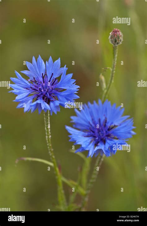 Closeup Two Blue Cornflowers In Hi Res Stock Photography And Images Alamy