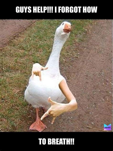Stupd Geese What Idiot Okbuddyretard Funny Animal Memes Animal