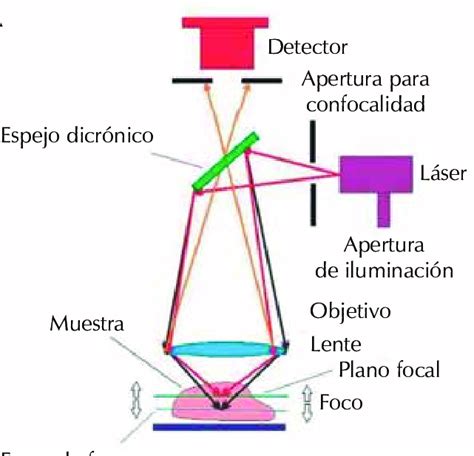 Diagrama Del Sistema De Microscopia Láser Confocal Se Indica Con
