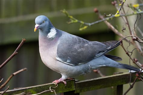 Wood Pigeon In My Garden In Rutland Uk January 2019 Britishbirds